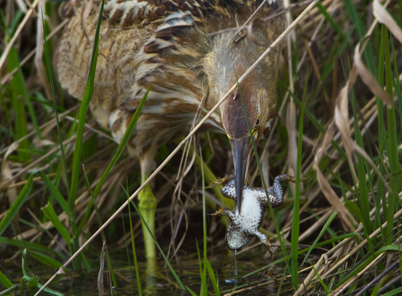 American Bittern Eating Frog